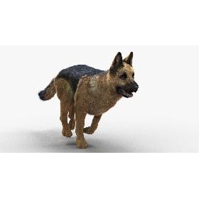 German Shepherd (FUR) (ANIMATED)